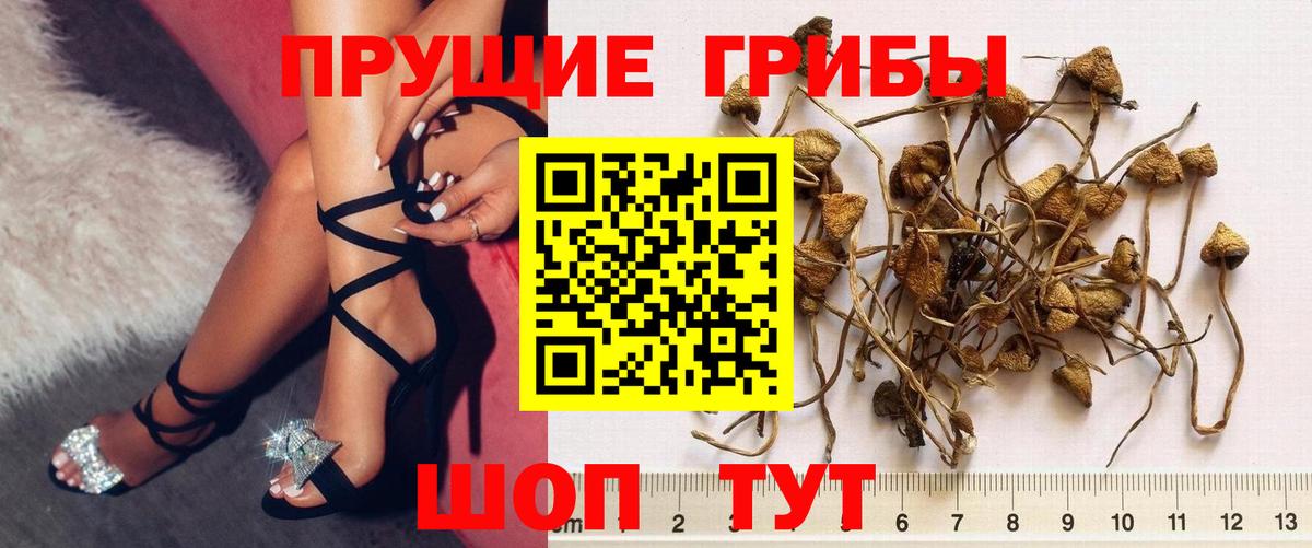 Бузулук  Галлюциногенные грибы GOLDEN TEACHER  Вход с VPN 